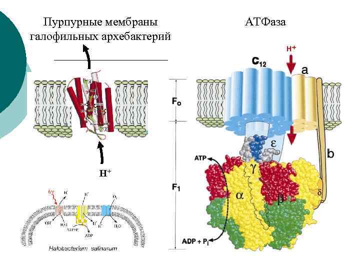 Пурпурные мембраны галофильных архебактерий H+ АТФаза 