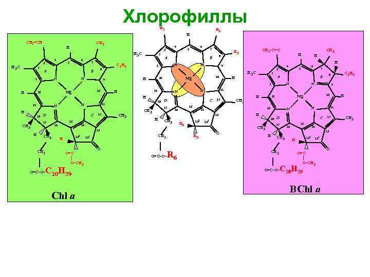 Хлорофиллы R 1 R 2 H CH 2=CH CH 2 H 4 3 H