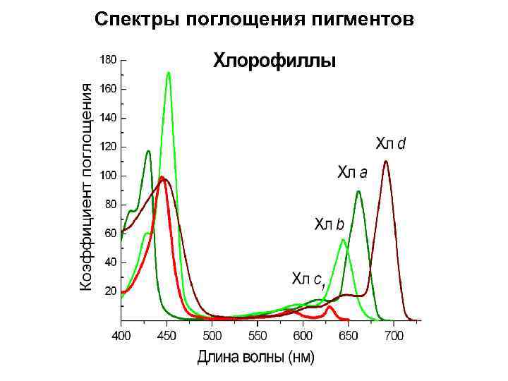 Спектры поглощения пигментов 