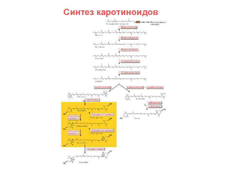 Синтез каротиноидов 