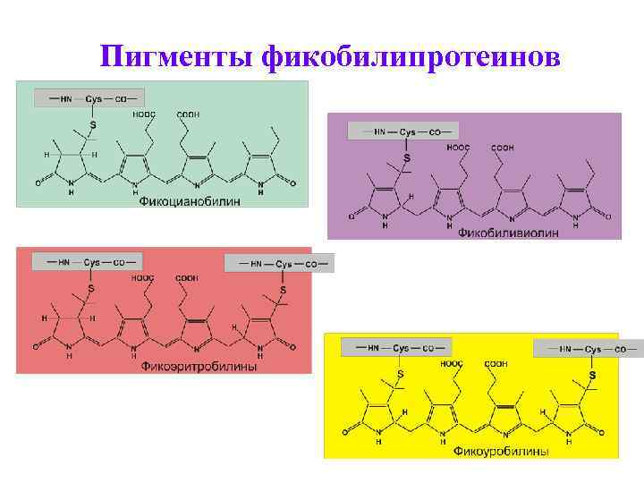 Пигменты фикобилипротеинов 