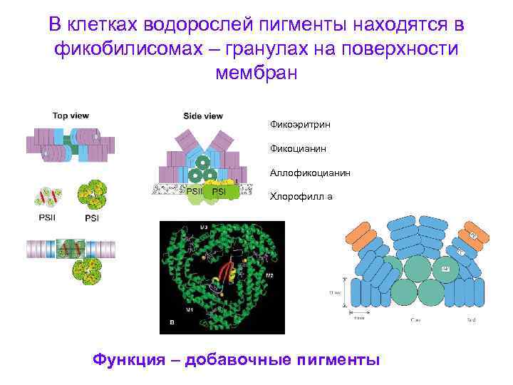 В клетках водорослей пигменты находятся в фикобилисомах – гранулах на поверхности мембран Фикоэритрин Фикоцианин