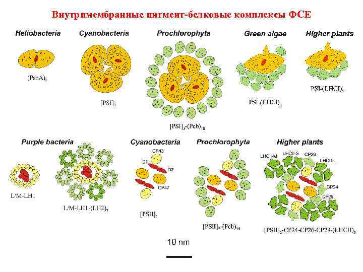 Внутримембранные пигмент-белковые комплексы ФСЕ 