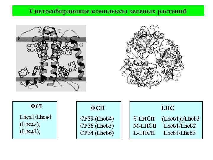 Светособираюшие комплексы зеленых растений ФСII Lhca 1/Lhca 4 (Lhca 2)2 (Lhca 3)2 CP 29