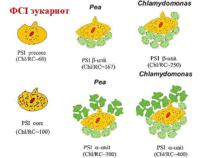 ФСI эукариот PSI core (Chl/RC~100) 