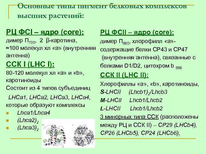 Основные типы пигмент белковых комплексов высших растений: РЦ ФСI – ядро (core): РЦ ФСII