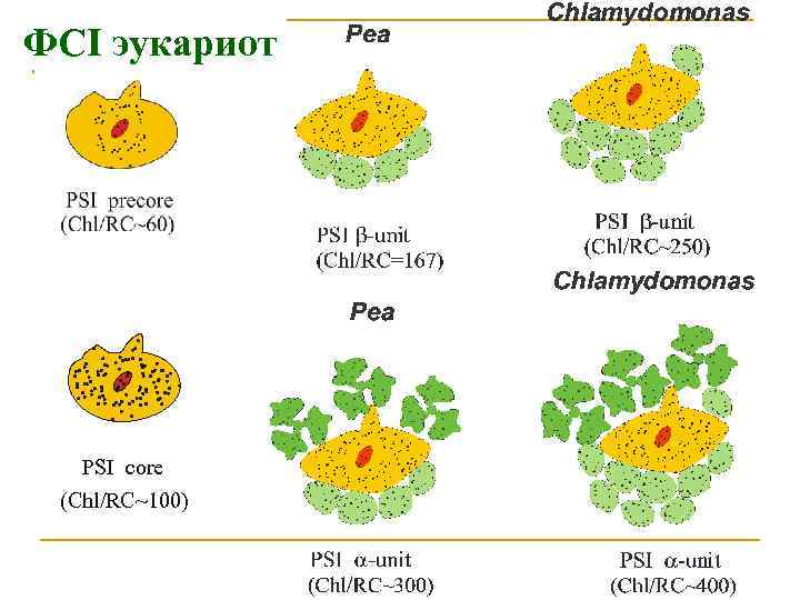 ФСI эукариот PSI core (Chl/RC~100) 