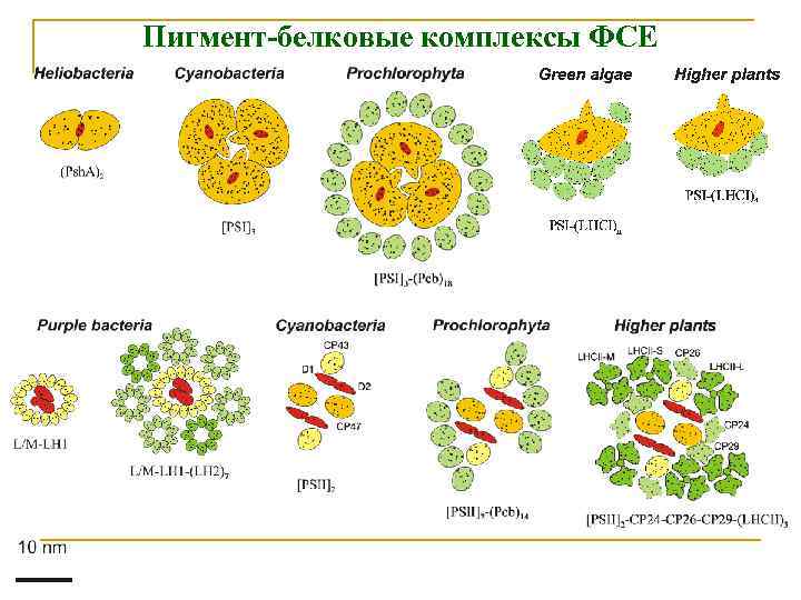 Пигмент-белковые комплексы ФСЕ 