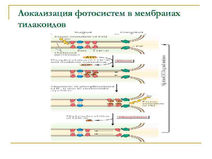 Локализация фотосистем в мембранах тилакоидов 