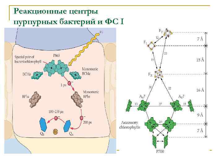 Реакционные центры пурпурных бактерий и ФС I 