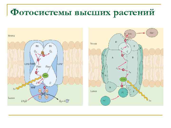 Фотосистемы высших растений 