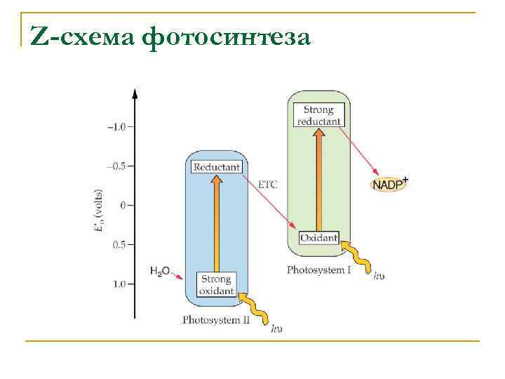 Z-схема фотосинтеза 