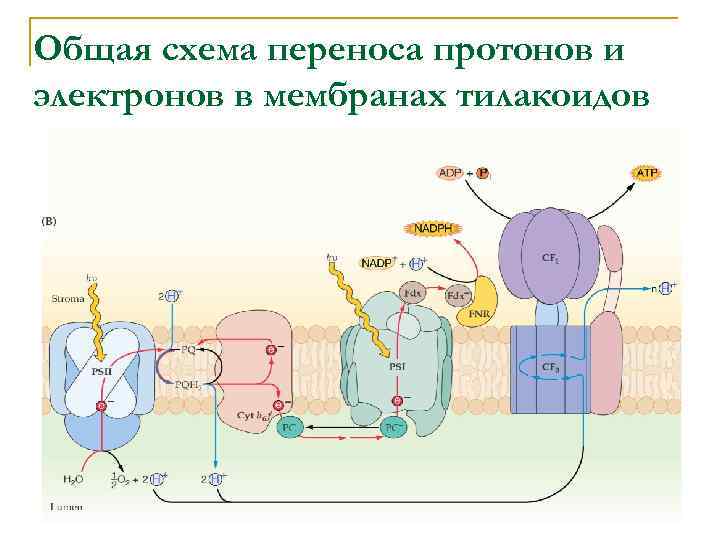 Общая схема переноса протонов и электронов в мембранах тилакоидов 