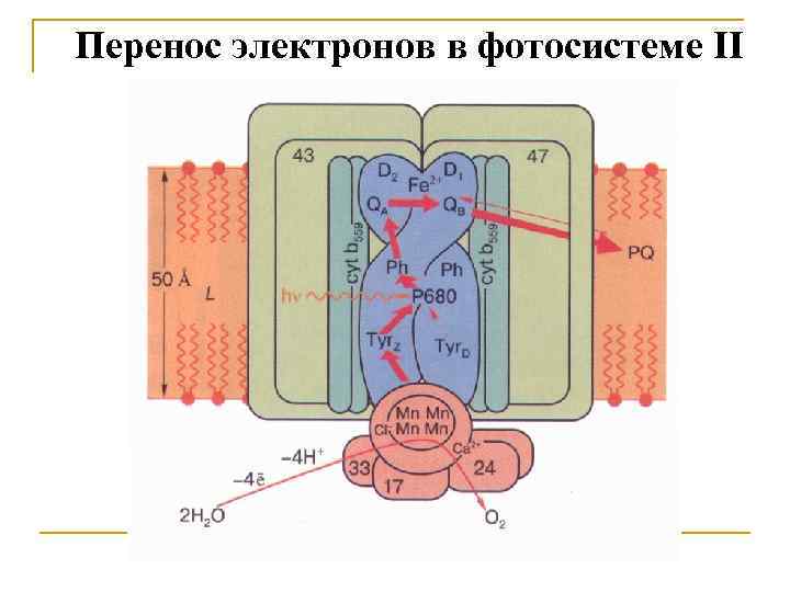 Перенос электронов в фотосистеме II 