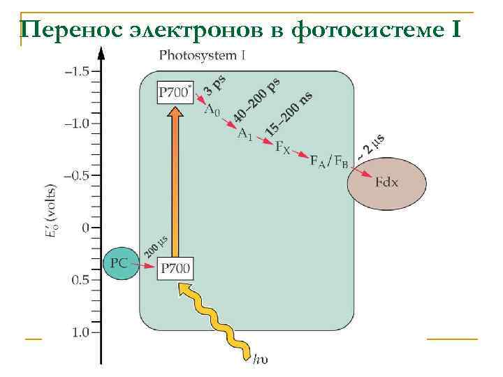 Перенос электронов в фотосистеме I 