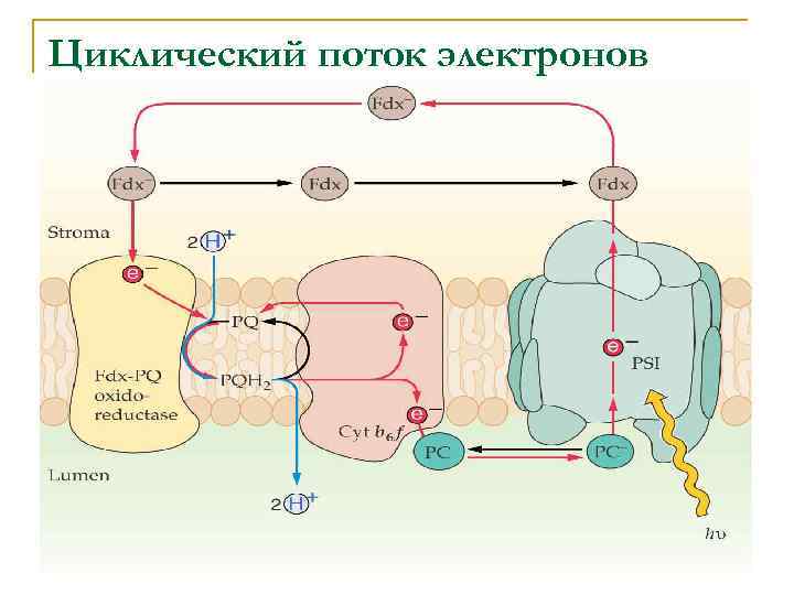 Циклический поток электронов 