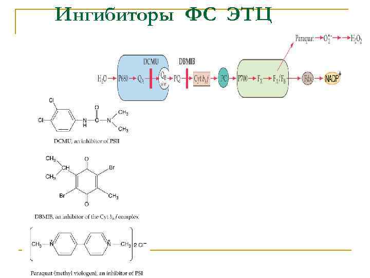 Ингибиторы ФС ЭТЦ 