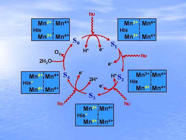 h Mn 2+ Mn 4+ Mn 3+ Mn 4+ His Mn 3+ Mn 4+