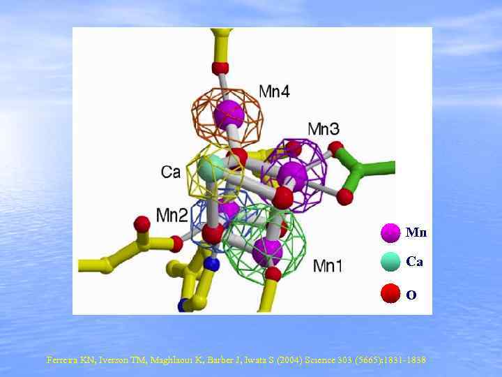 Mn Ca O Ferreira KN, Iverson TM, Maghlaoui K, Barber J, Iwata S (2004)