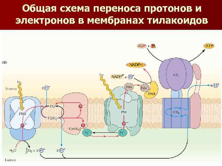 Общая схема переноса протонов и электронов в мембранах тилакоидов 