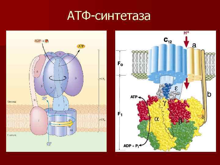 АТФ-синтетаза 