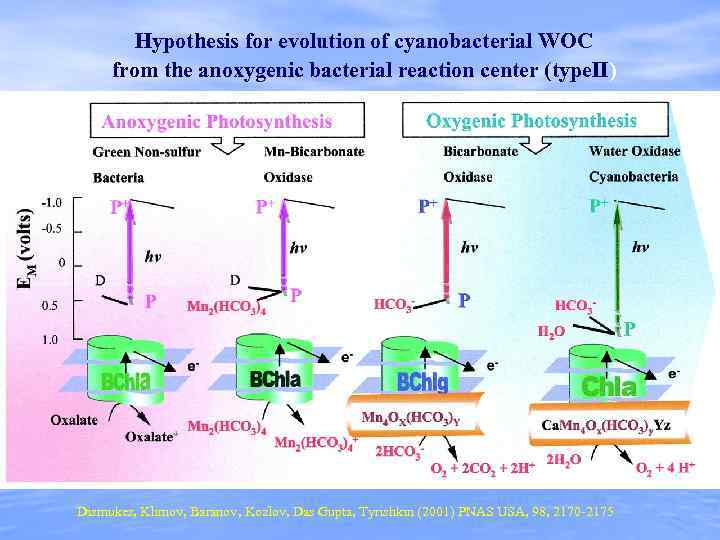 Hypothesis for evolution of cyanobacterial WOC from the anoxygenic bacterial reaction center (type. II)