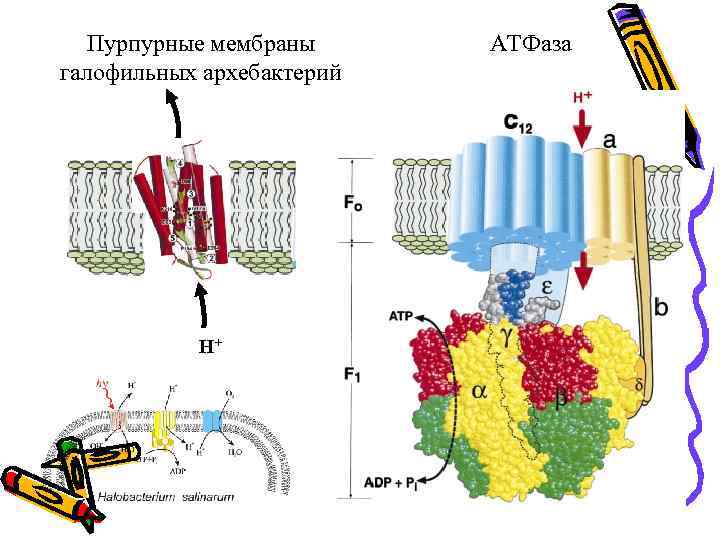 Пурпурные мембраны галофильных архебактерий H+ АТФаза 
