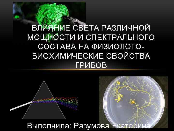 ВЛИЯНИЕ СВЕТА РАЗЛИЧНОЙ МОЩНОСТИ И СПЕКТРАЛЬНОГО СОСТАВА НА ФИЗИОЛОГОБИОХИМИЧЕСКИЕ СВОЙСТВА ГРИБОВ Выполнила: Разумова Екатерина