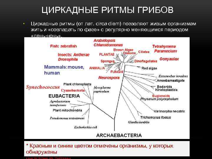 ЦИРКАДНЫЕ РИТМЫ ГРИБОВ • Циркадные ритмы (от лат. circa diem) позволяют живым организмам жить