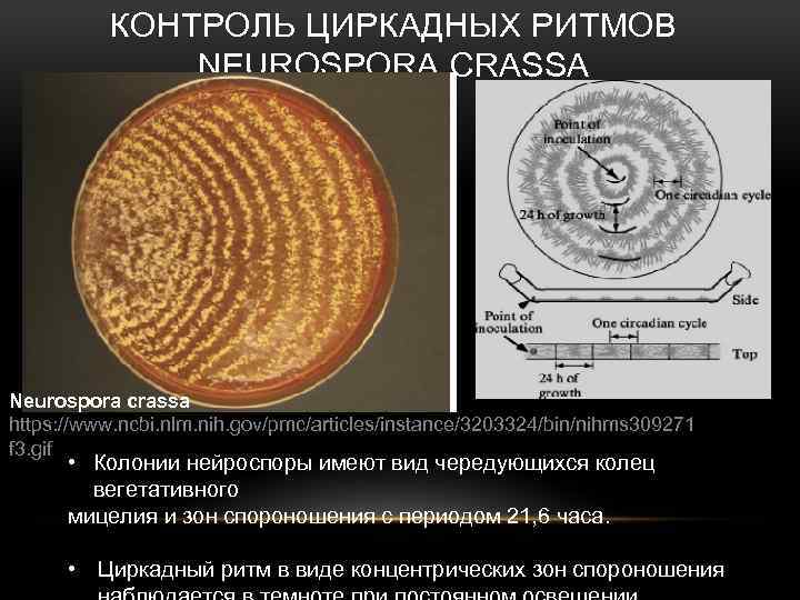 КОНТРОЛЬ ЦИРКАДНЫХ РИТМОВ NEUROSPORA CRASSA Neurospora crassa https: //www. ncbi. nlm. nih. gov/pmc/articles/instance/3203324/bin/nihms 309271