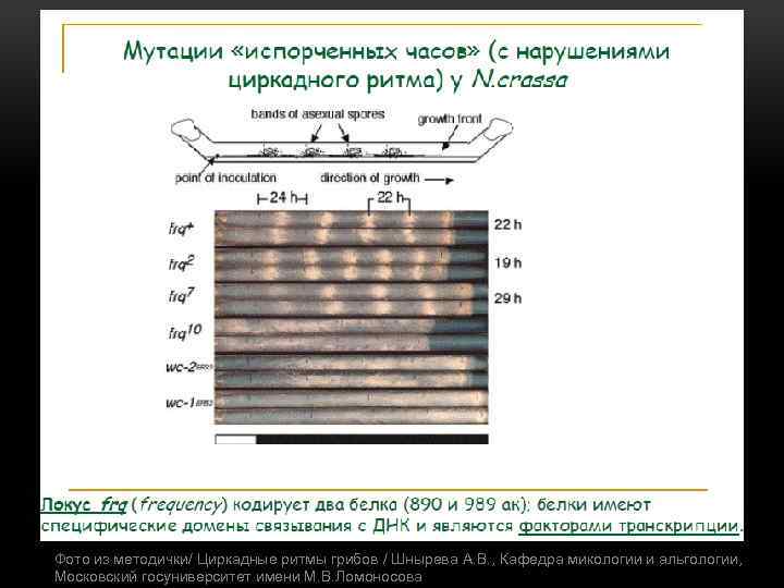 Фото из методички/ Циркадные ритмы грибов / Шнырева А. В. , Кафедра микологии и