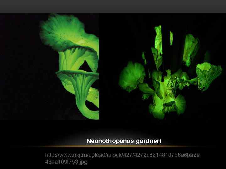 Neonothopanus gardneri http: //www. nkj. ru/upload/iblock/4272 c 8214810756 a 6 ba 2 e 48