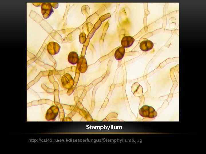 Stemphylium http: //czl 45. ru/evil/disease/fungus/Stemphylium 6. jpg 