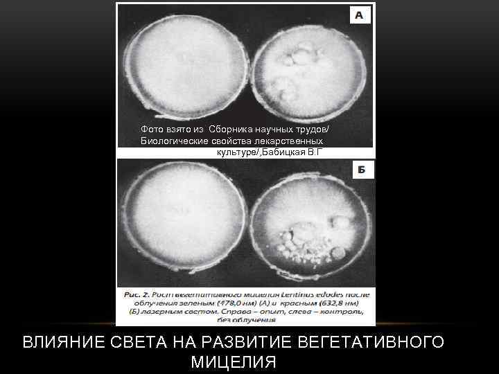 Фото взято из Сборника научных трудов/ Биологические свойства лекарственных макромицетов в культуре/, Бабицкая В.