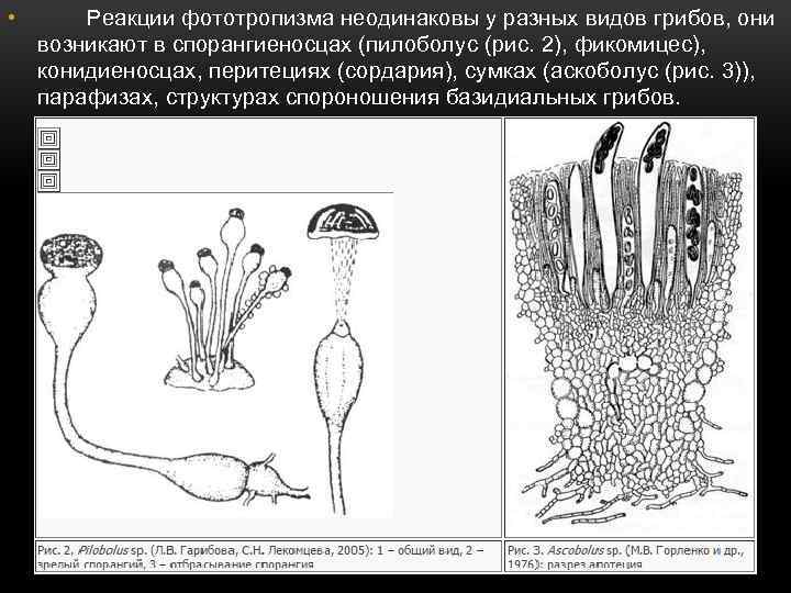  • Реакции фототропизма неодинаковы у разных видов грибов, они возникают в спорангиеносцах (пилоболус