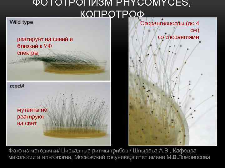 ФОТОТРОПИЗМ PHYCOMYCES, КОПРОТРОФ реагирует на синий и близкий к УФ спектры Спорангиеносцы (до 4