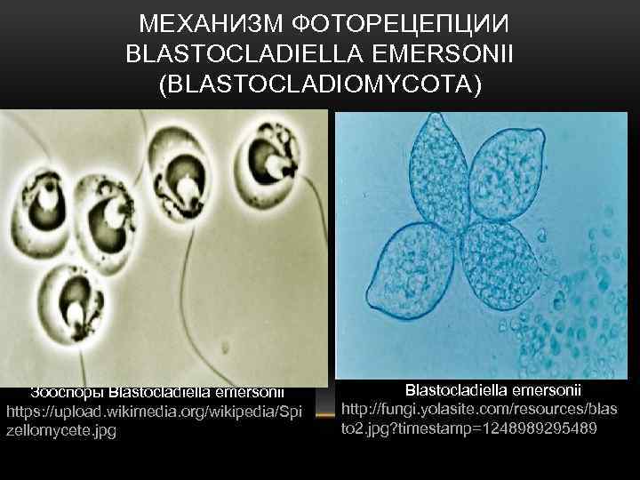 МЕХАНИЗМ ФОТОРЕЦЕПЦИИ BLASTOCLADIELLA EMERSONII (BLASTOCLADIOMYCOTA) Зооспоры Blastocladiella emersonii https: //upload. wikimedia. org/wikipedia/Spi zellomycete. jpg