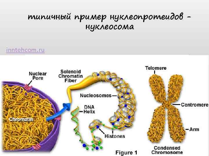 типичный пример нуклеопротеидов нуклеосома inntehcom. ru 