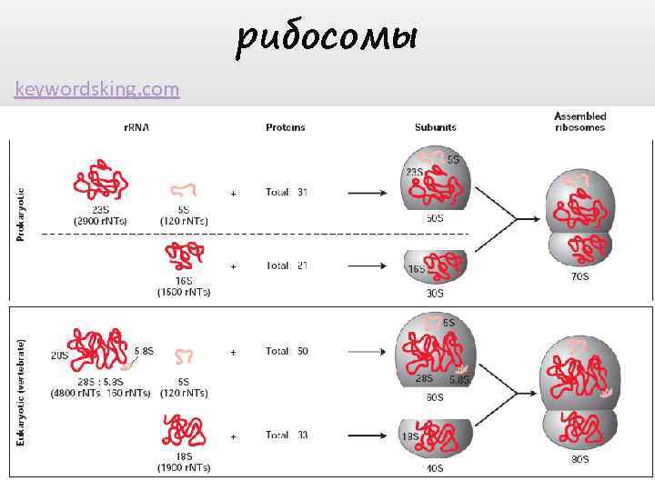 рибосомы keywordsking. com 