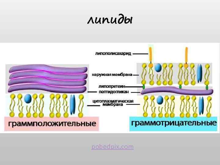 липиды pobedpix. com 