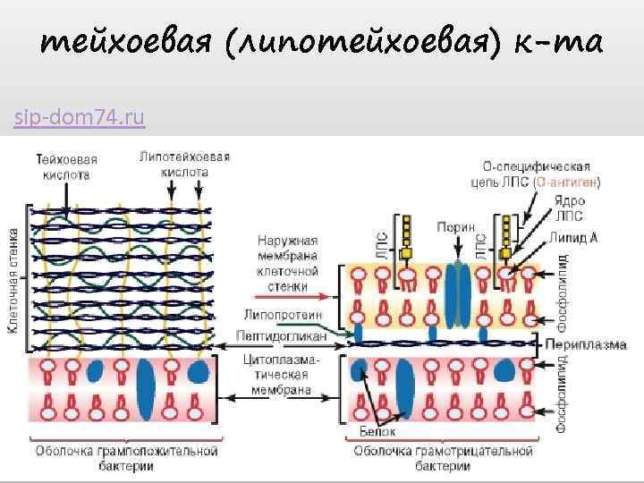 тейхоевая (липотейхоевая) к-та sip-dom 74. ru 