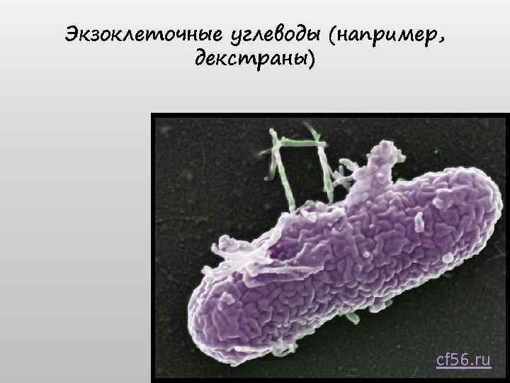 Экзоклеточные углеводы (например, декстраны) cf 56. ru 