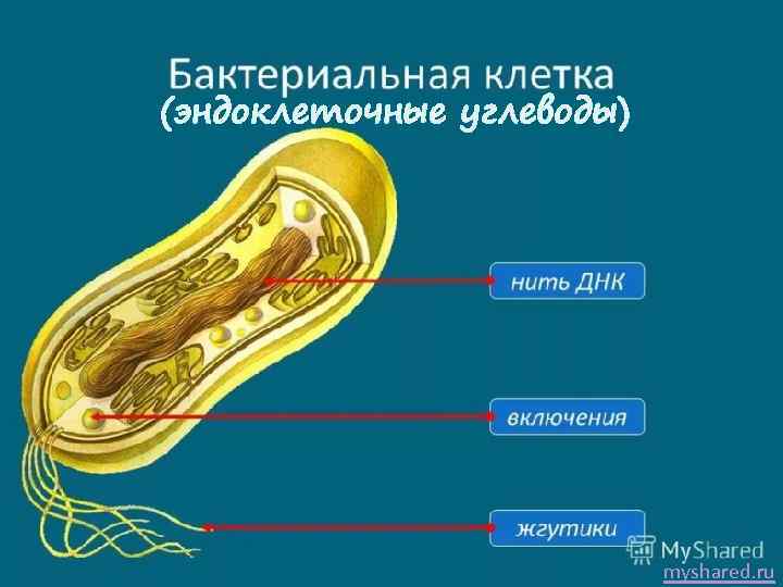 (эндоклеточные углеводы) myshared. ru 
