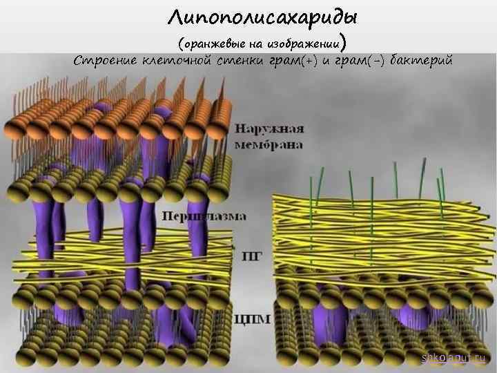 Липополисахариды (оранжевые на изображении) Строение клеточной стенки грам(+) и грам(-) бактерий shkolaput. ru 