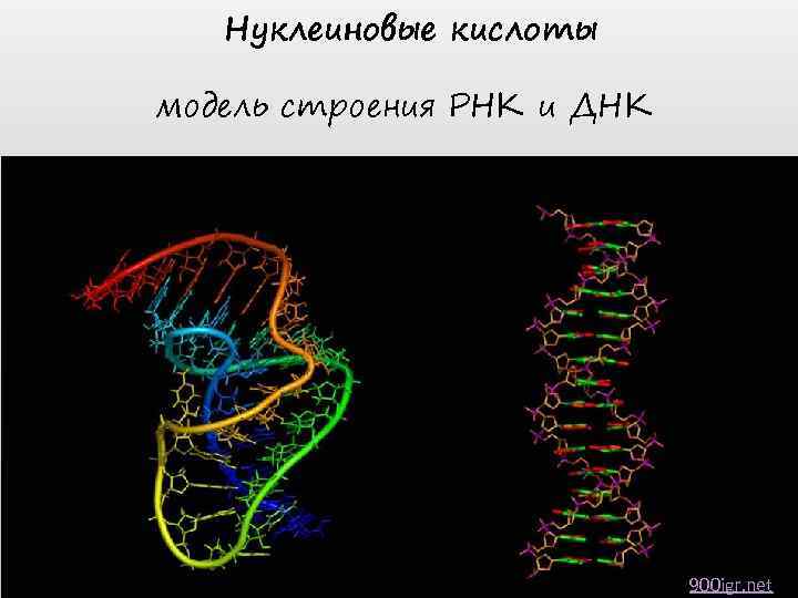Нуклеиновые кислоты модель строения РНК и ДНК 900 igr. net 