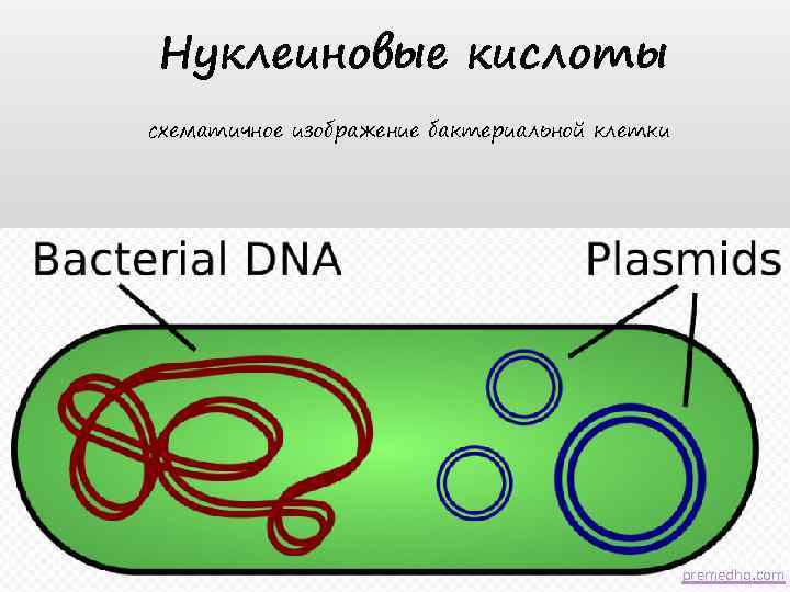 Нуклеиновые кислоты схематичное изображение бактериальной клетки premedhq. com 