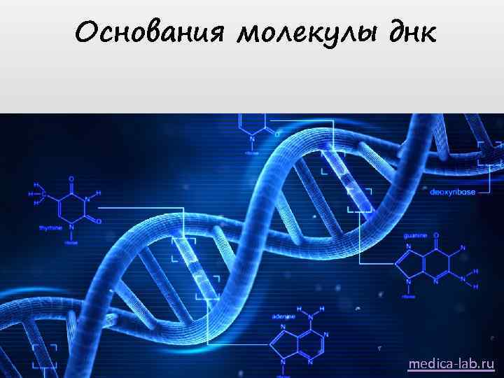 Основания молекулы днк medica-lab. ru 