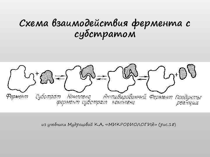 Схема взаимодействия фермента с субстратом из учебника Мудрецовой К. А. «МИКРОБИОЛОГИЯ» (рис. 18) 