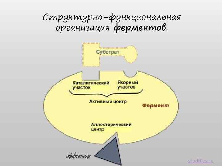 Структурно-функциональная организация ферментов. эффектор studfiles. ru 