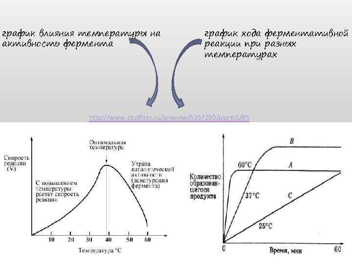 график влияния температуры на активность фермента график хода ферментативной реакции при разных температурах http: